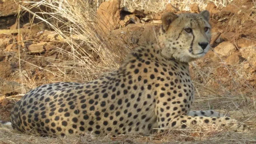कुनो नेशनल पार्क में मादा चीता की मौत, शिकार करते हुए आई थी चोट